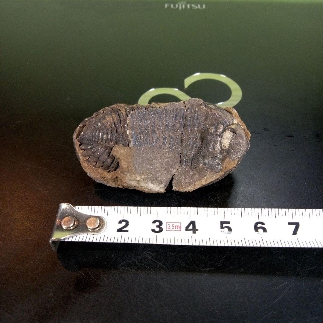 三葉虫　化石　ボリビア産　南アメリカ　trilobite　Bolivia三葉虫⑦