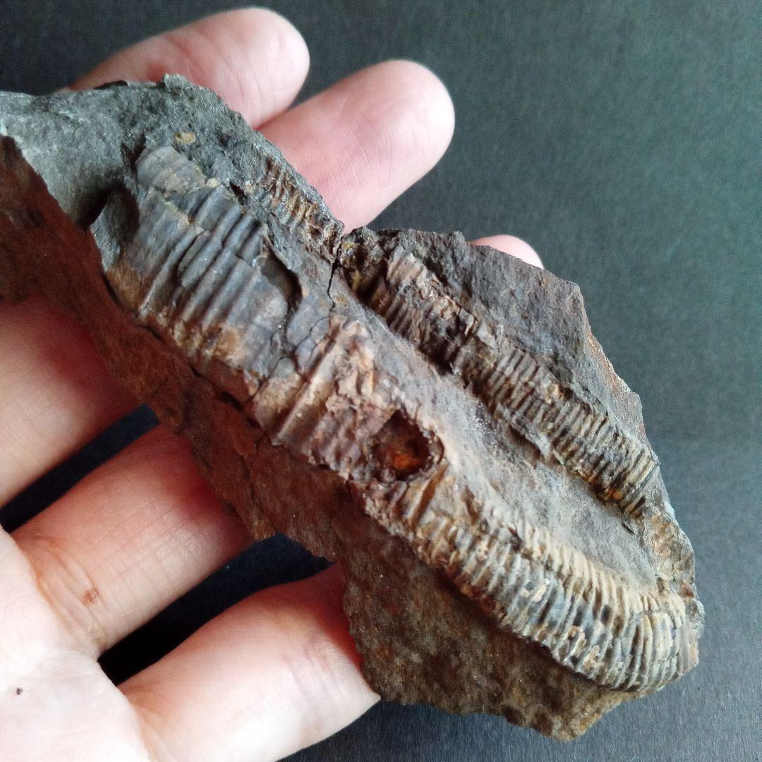 九州産　アンモナイト　ポリプチコセラス　希少