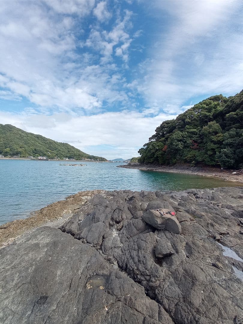 九州産　アンモナイト　ポリプチコセラス　希少