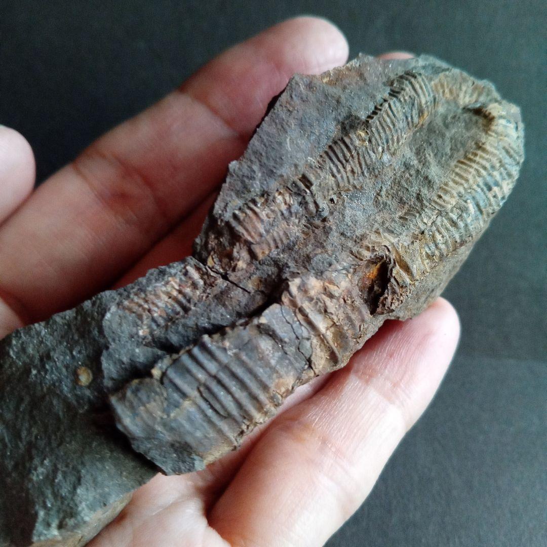 九州産　アンモナイト　ポリプチコセラス　希少