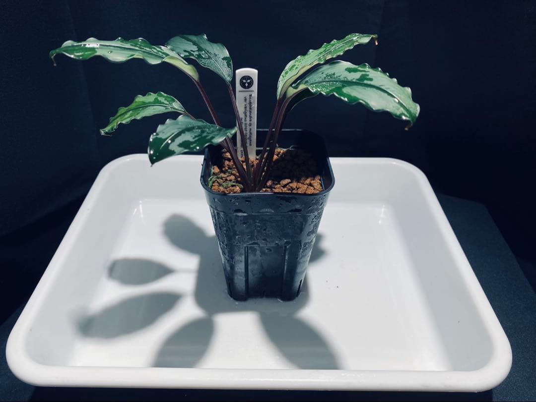 【KN便】モトレイアーナ