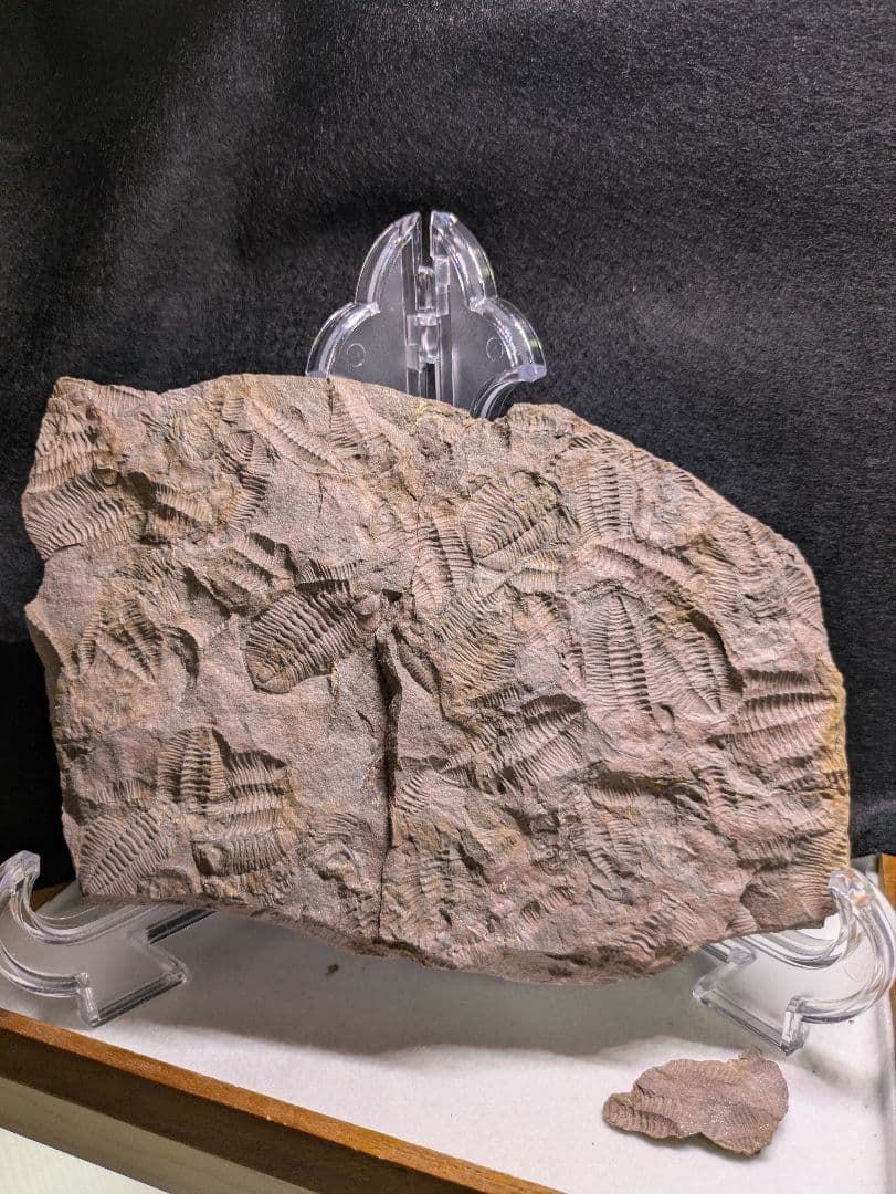 博物館級　三葉虫　群生　化石　標本　地学