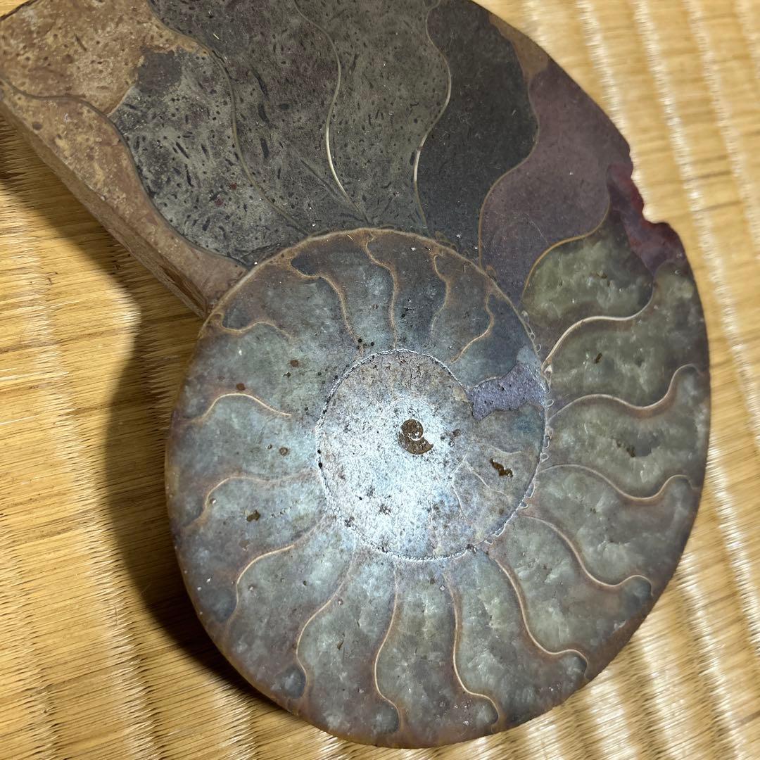 3点　化石　アンモナイト　等