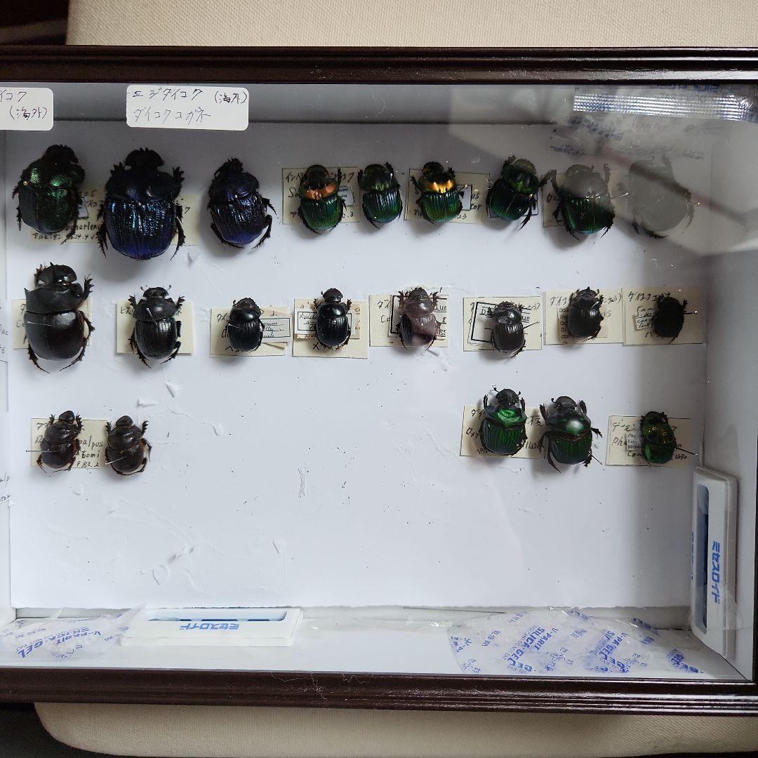 昆虫標本(ダイコク、オオダイコク)海外