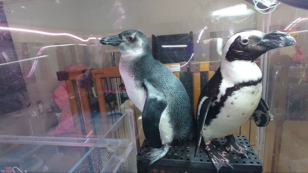 ケープペンギンの羽根