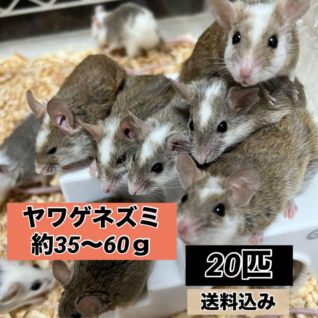 冷凍ヤワゲネズミ 約50～75ｇ 25匹