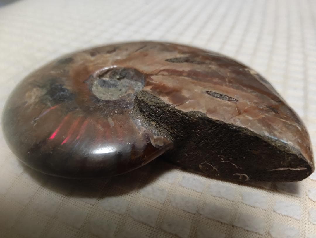 化石 アンモナイト オパール化 遊色 レインボー３点 9800an0814