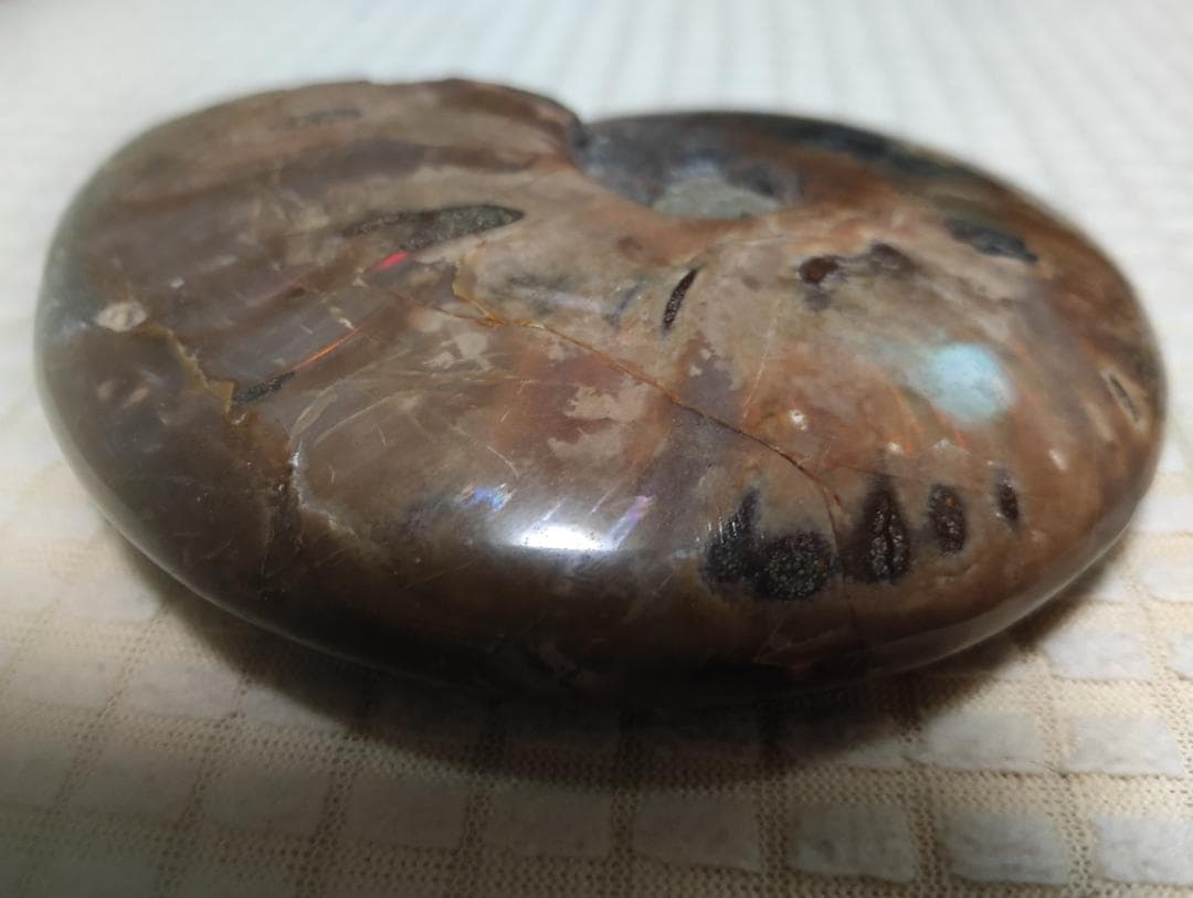 化石 アンモナイト オパール化 遊色 レインボー３点 9800an0814