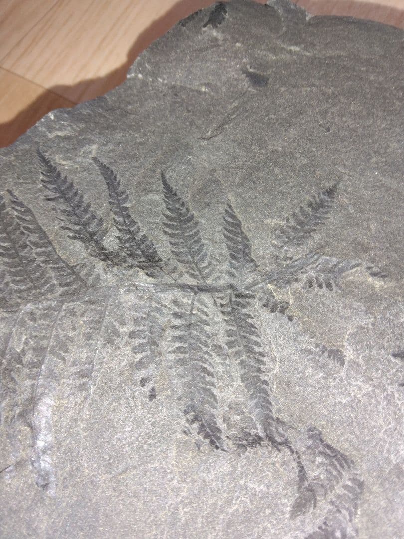 福島県産　シダ化石　大型標本　植物化石　美品