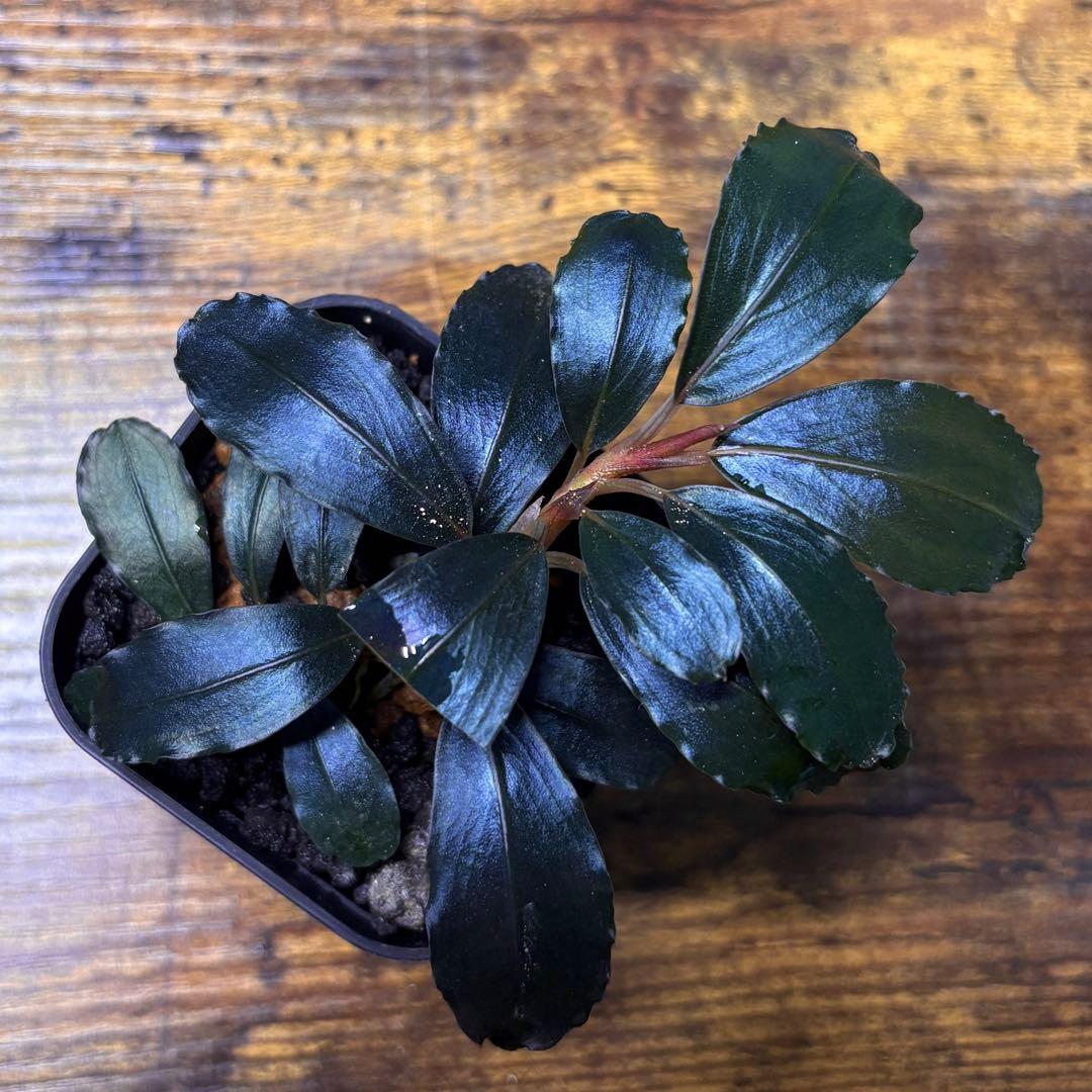 て*る様 Bucephalandra sp. Thia blue ブセファランド