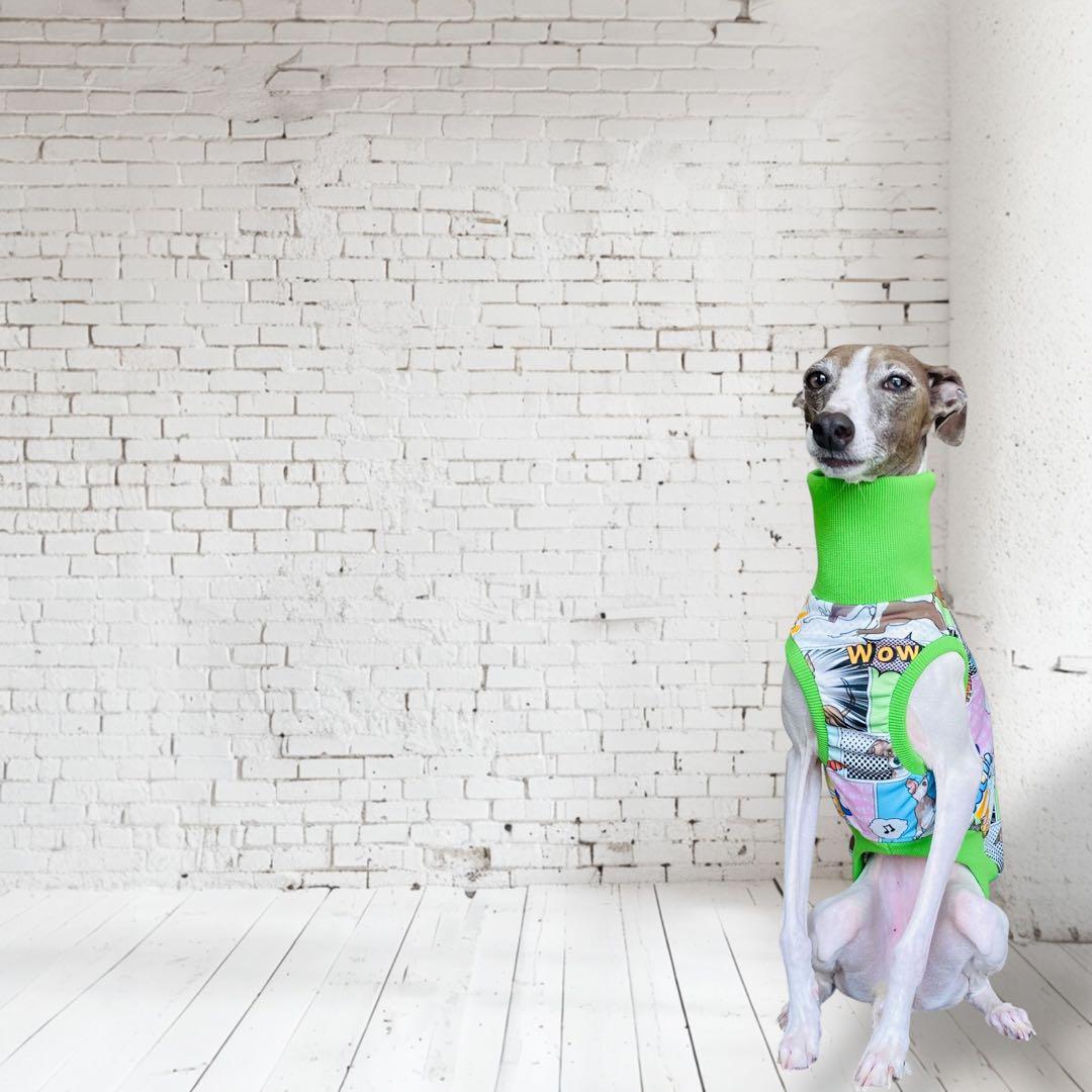 ⑮ミニピン、ミニピンを纏う　　　　　　　 　イタグレ、イタグレを纏う