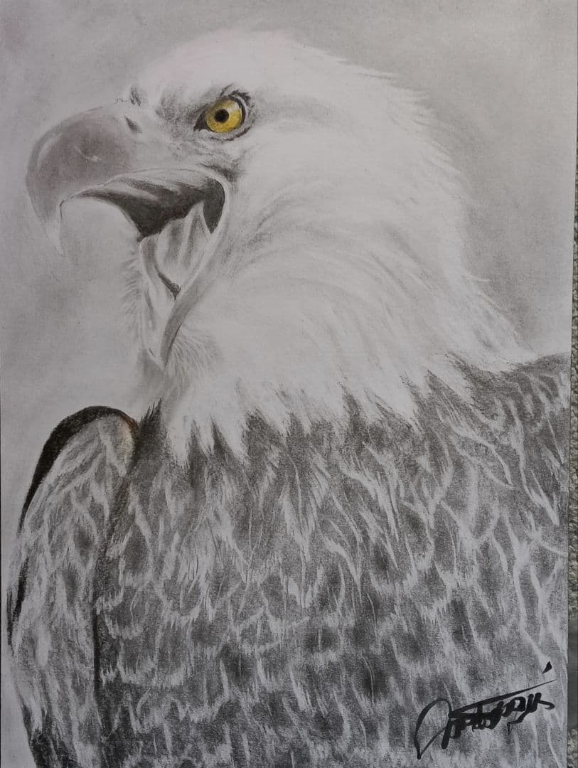 最強の風格B4白頭鷲