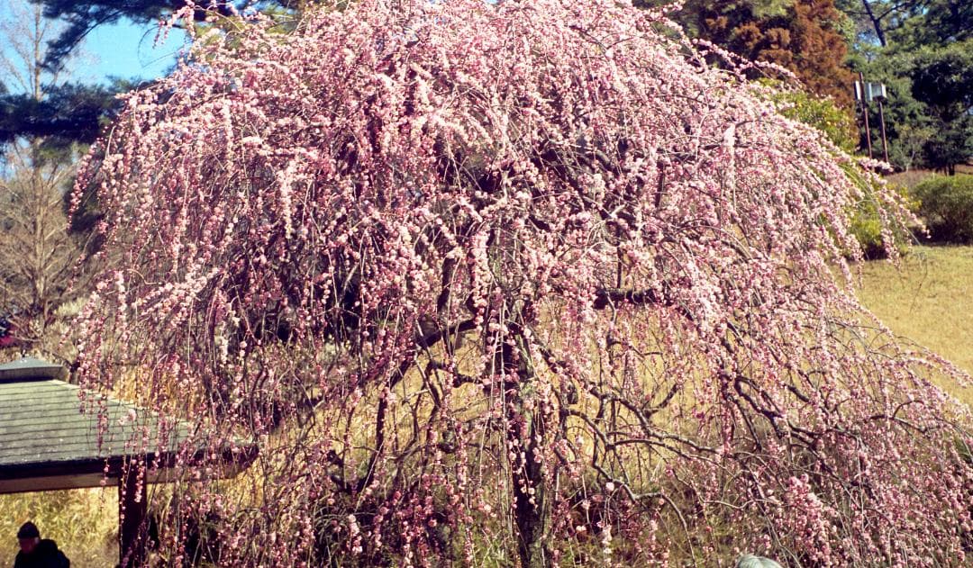 Konica II フィルムカメラ Konifood、三脚座ストラップ付き