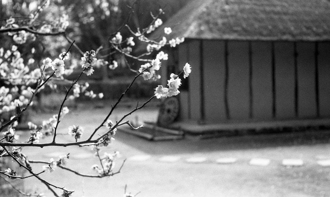 Konica II フィルムカメラ Konifood、三脚座ストラップ付き