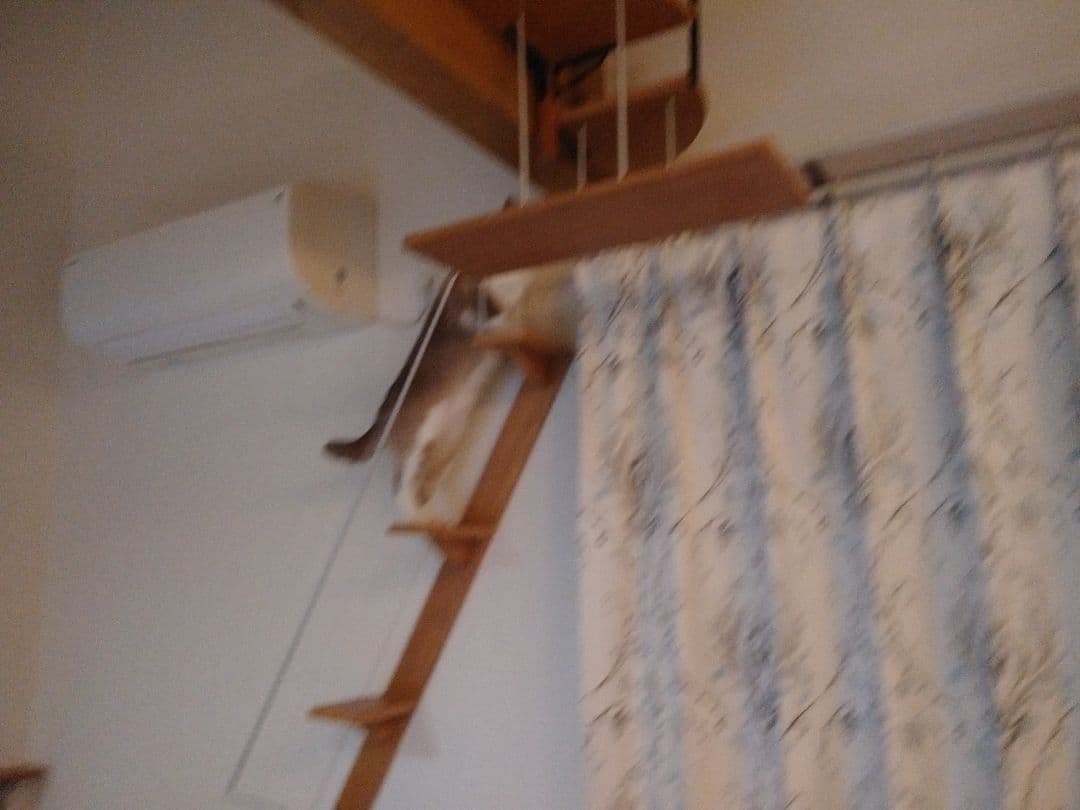 キャットウォーク、手すり付き階段、ねこちゃんもあんしん、軽量設計