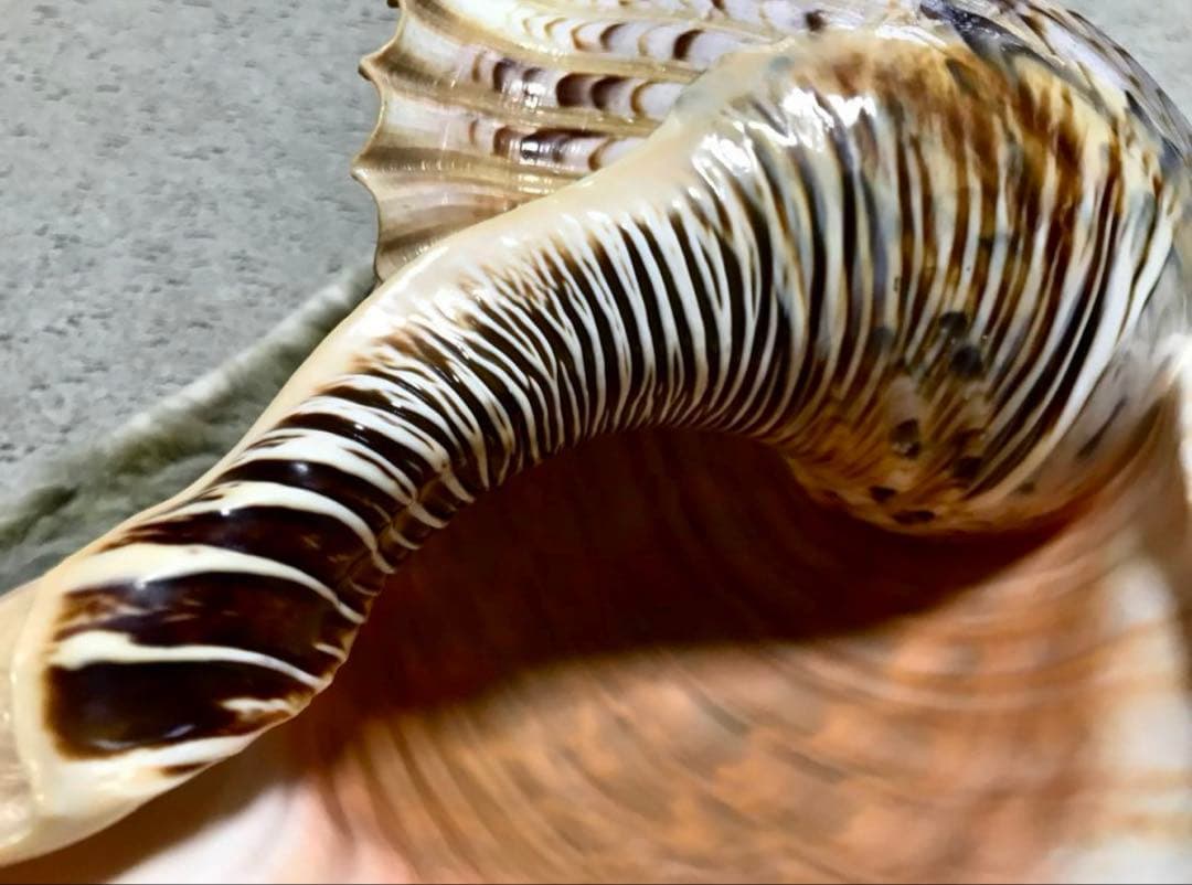 【超美品】42cm超え　大型法螺貝(ほら貝ホラ貝)