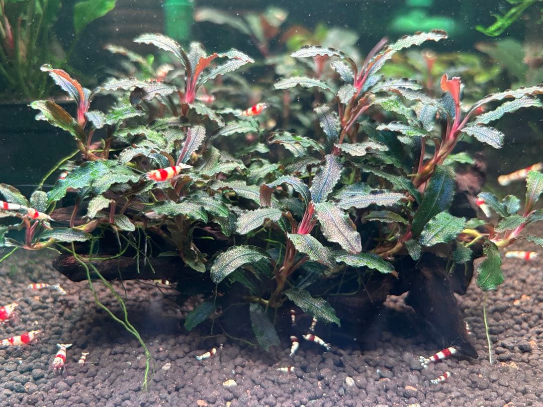 ブセファランドラspクダガン　流木付き　群生No.1