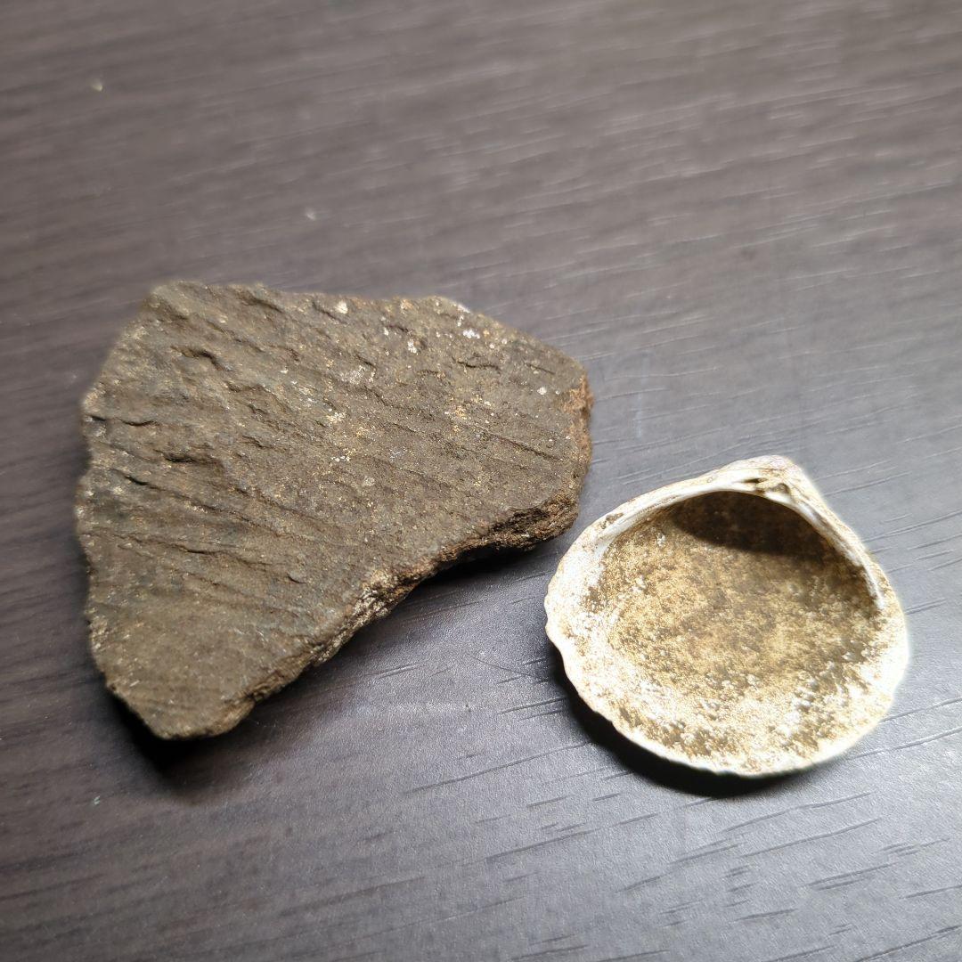 縄文土器と貝塚の貝