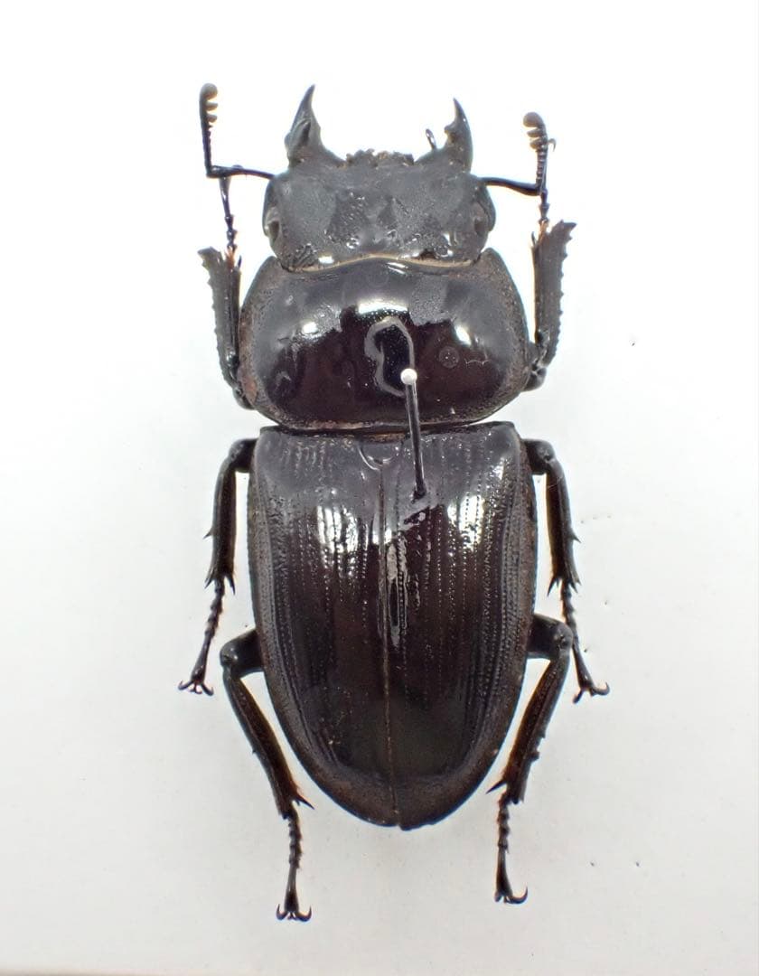 標本　タイワンオオクワガタ　雌雄モザイク　ブリード品