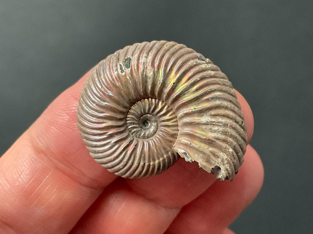 アンモナイト [AM356] クエンステッドトセラス