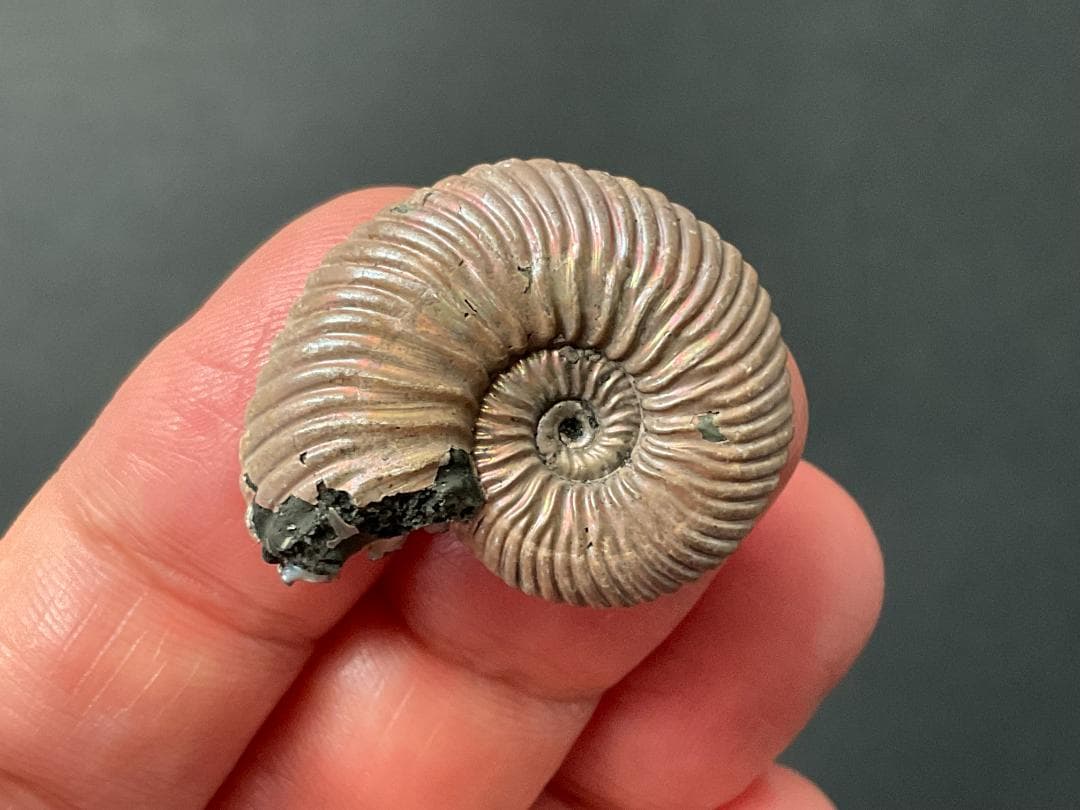 アンモナイト [AM356] クエンステッドトセラス