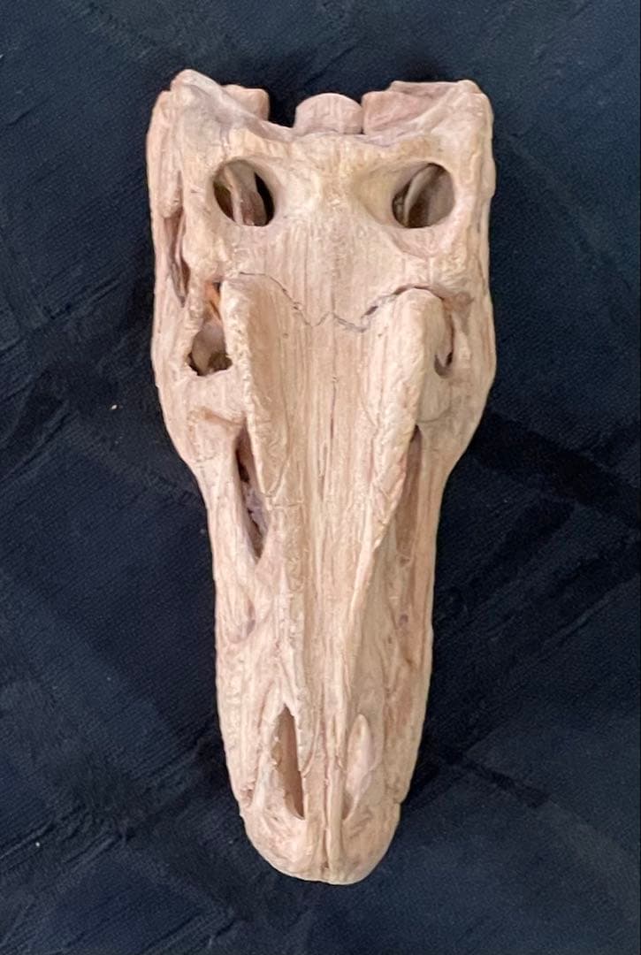 木彫　恐竜　アロサウルス頭骨模型　1/10スケール