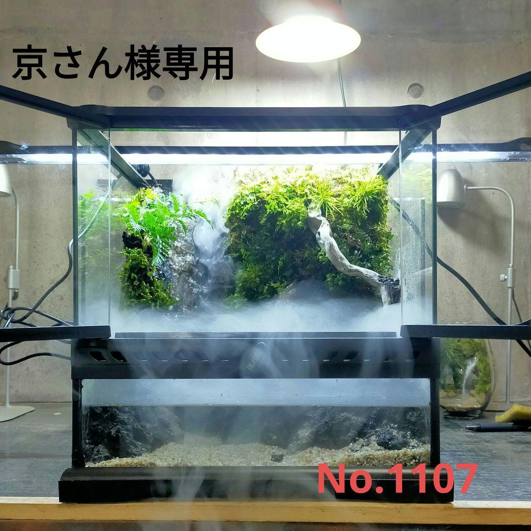 滝の流れるイモリウム　アクアテラリウム京さん