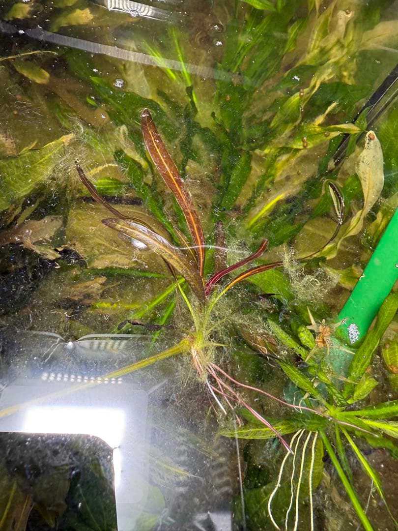 ホレマニー オレンジ ③