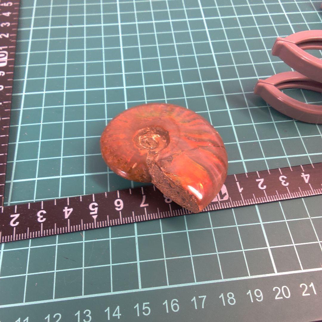 小物１ アンモナイト化石 赤褐色