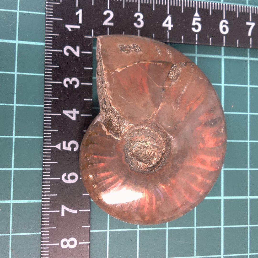 小物１ アンモナイト化石 赤褐色