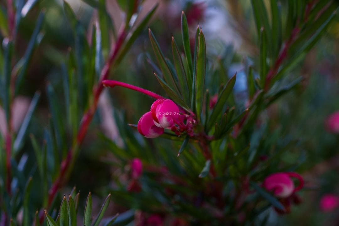 ひろ様　ZEISS Makro-Planar 50mm F2 ZK