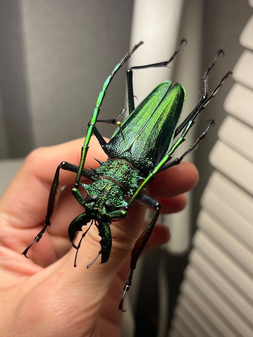 【極美GREEN】ルリオニカミキリ ムラサキオニノコギリカミキリ 昆虫標本