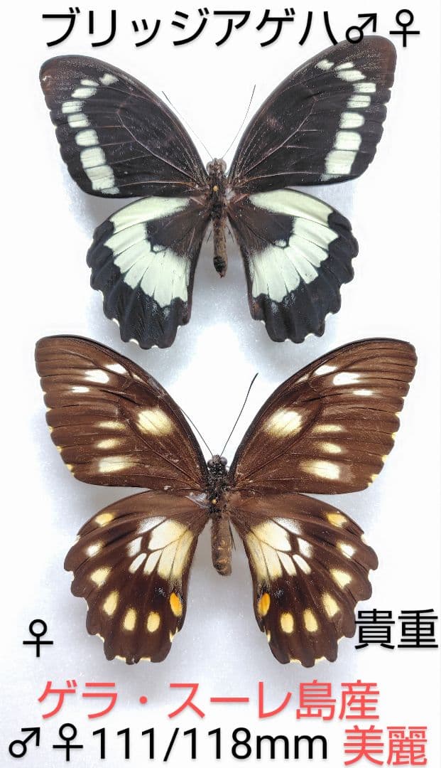 ブリッジアゲハ♂♀標本★ゲラ・スーレ島産★ 111/118mm 美麗入荷少ない稀