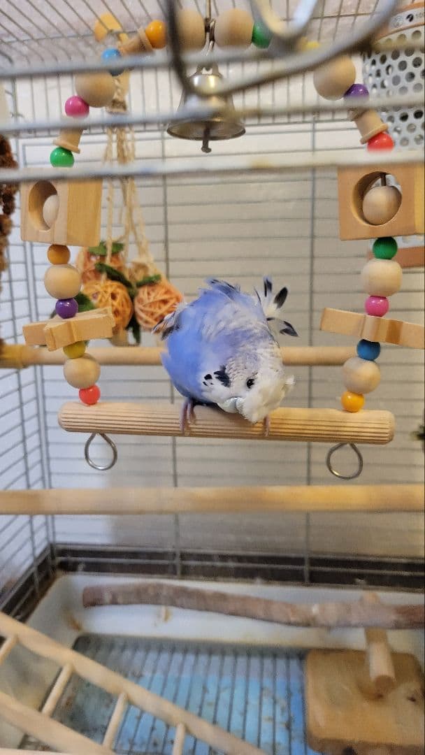 かわいいアクアちゃん