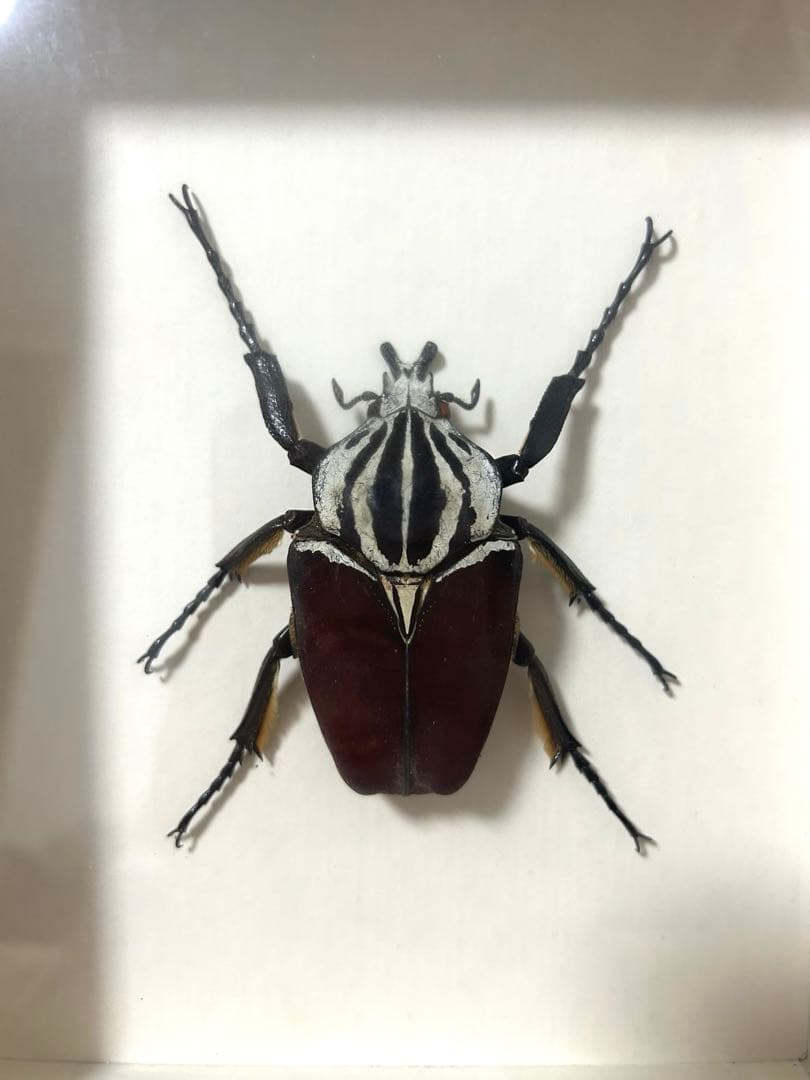 ゴライアスオオツノハナムグリ標本