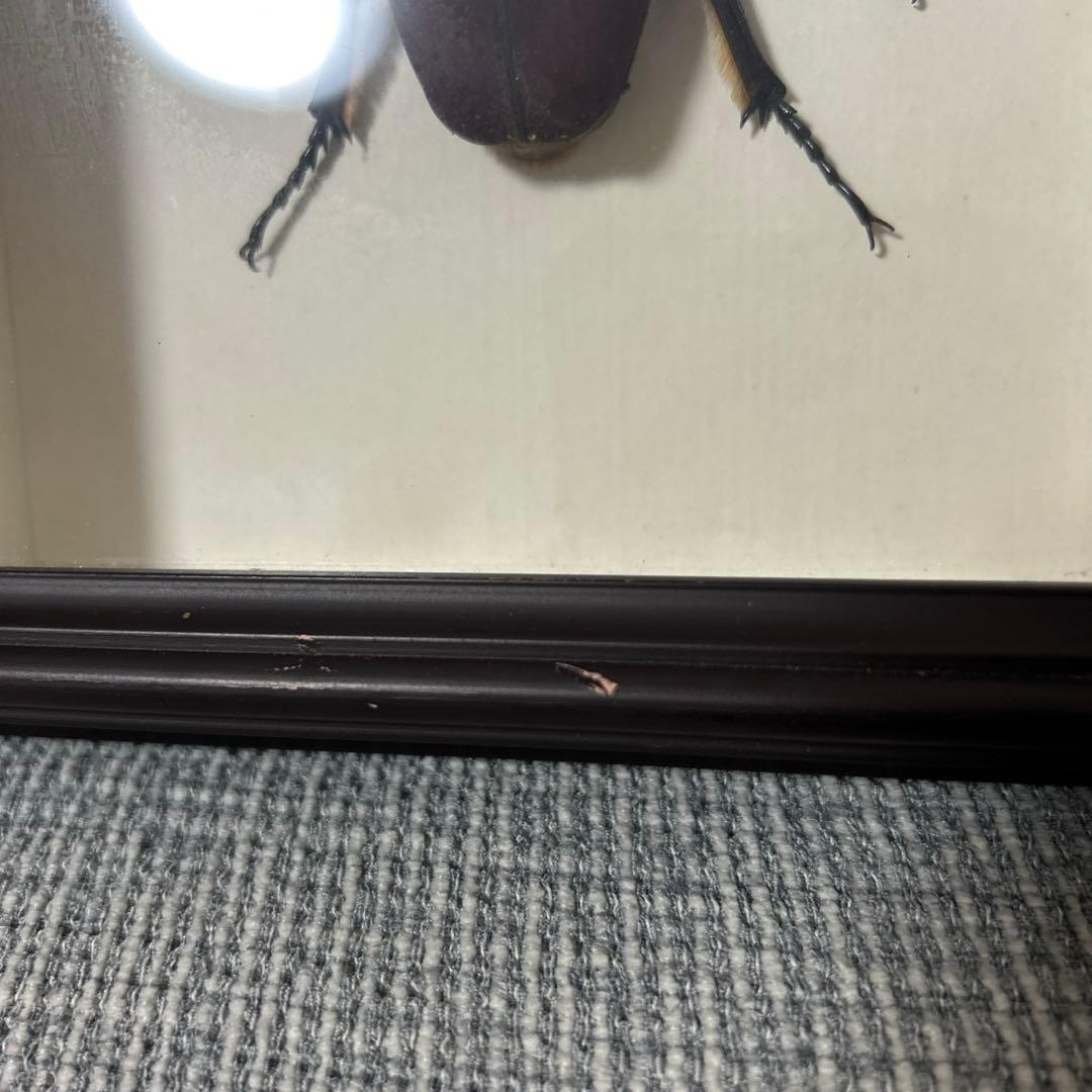 ゴライアスオオツノハナムグリ標本