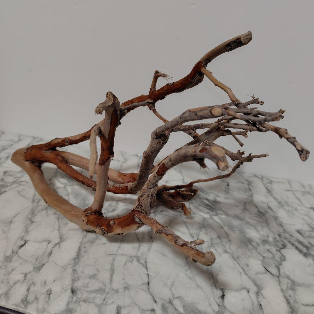 アク抜き済み流木【871】セール