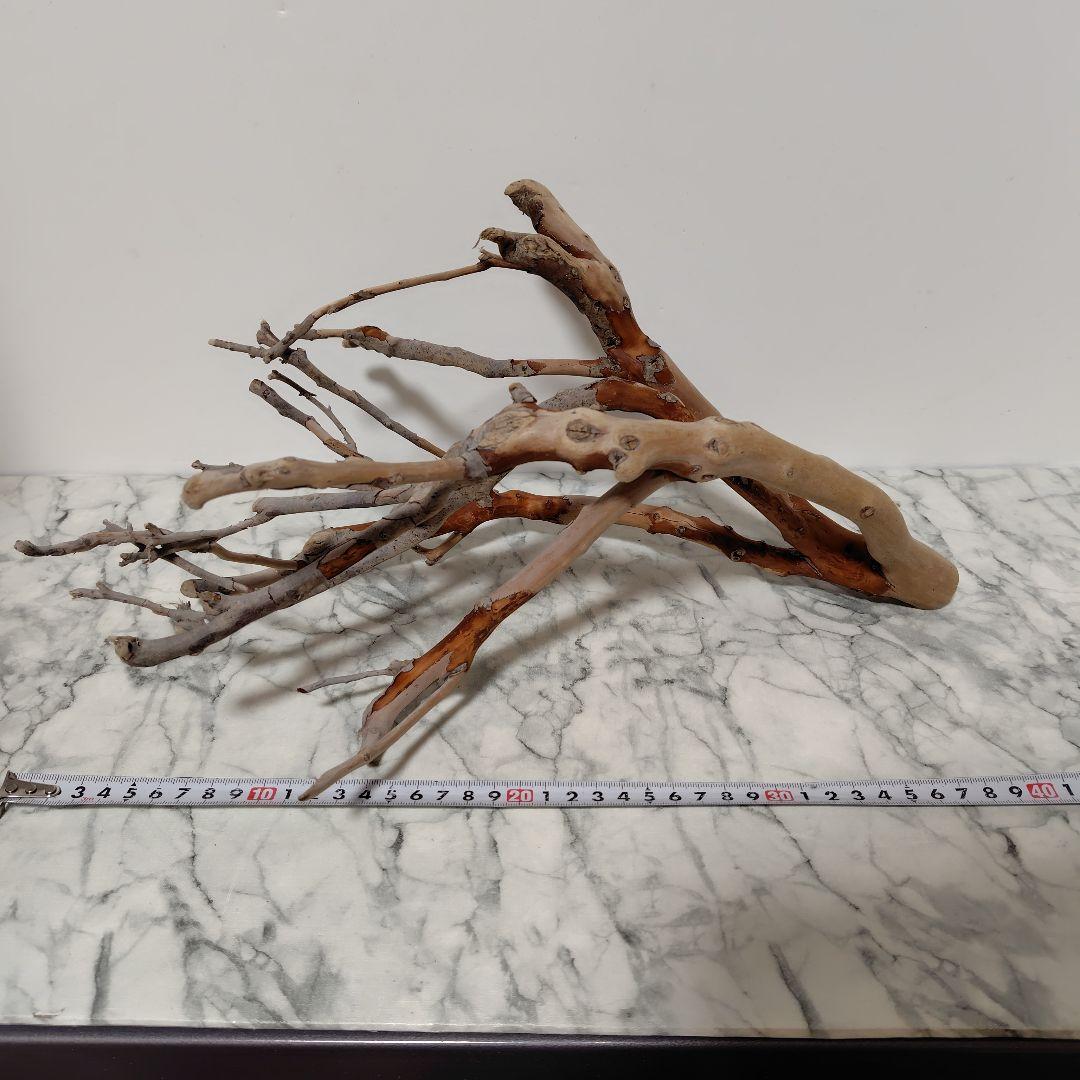 アク抜き済み流木【871】セール