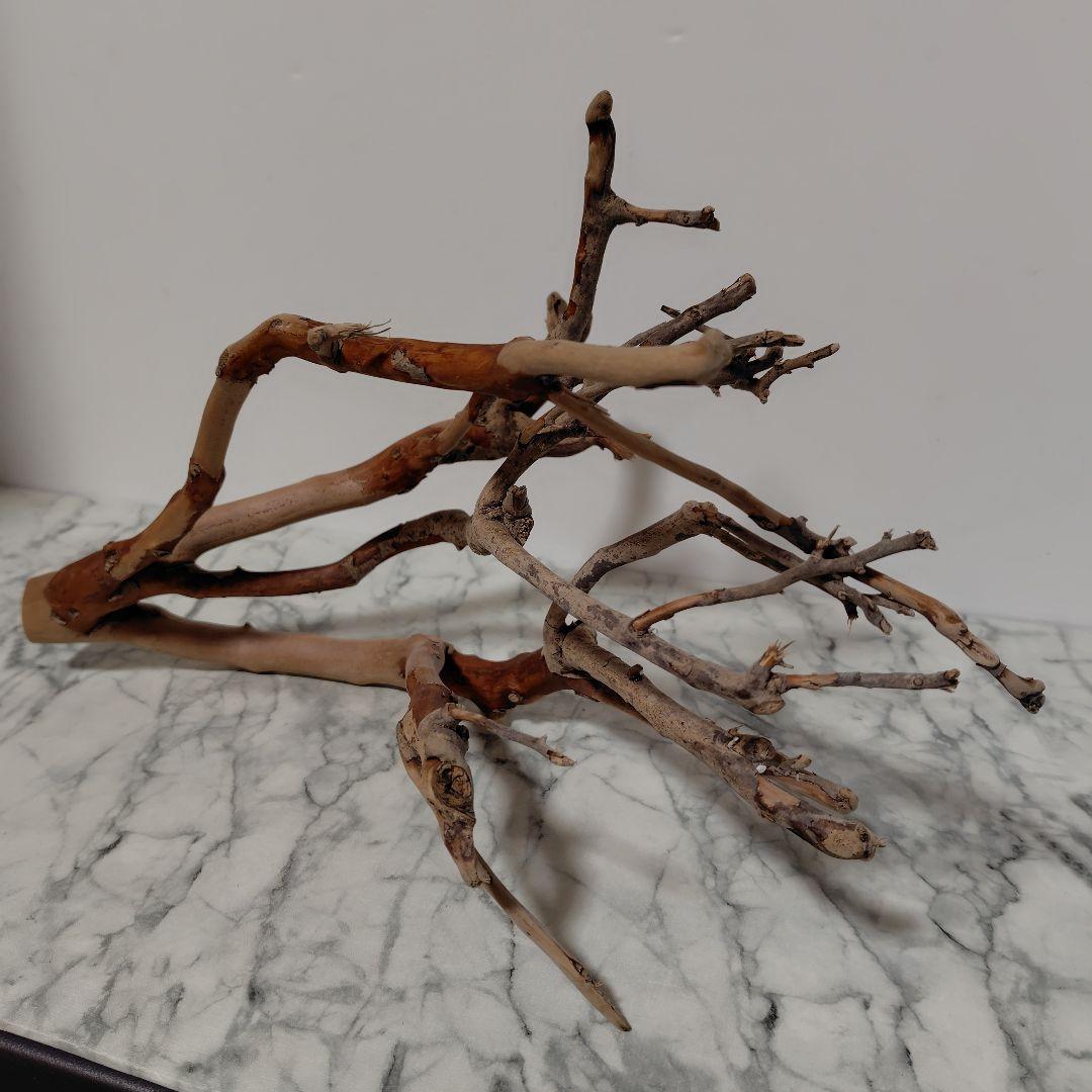 アク抜き済み流木【871】セール