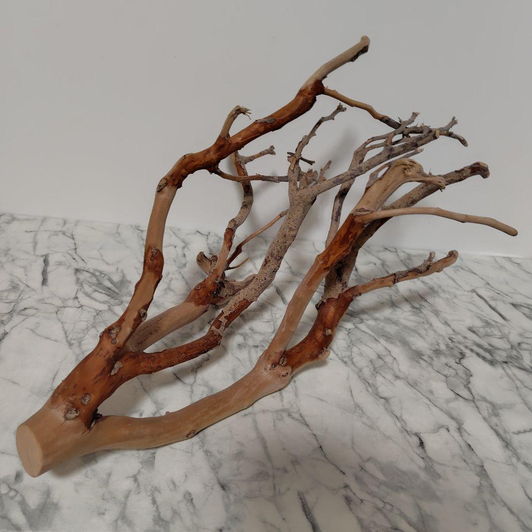 アク抜き済み流木【871】セール