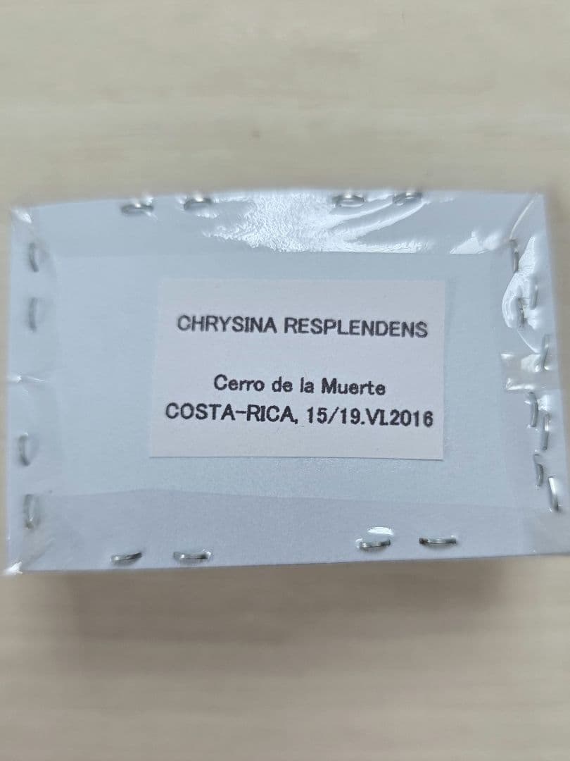 プラチナコガネ８頭ドイツ箱セット