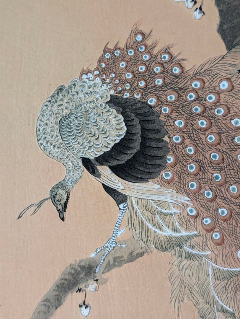 小原古邨「桜に孔雀」本物木版画