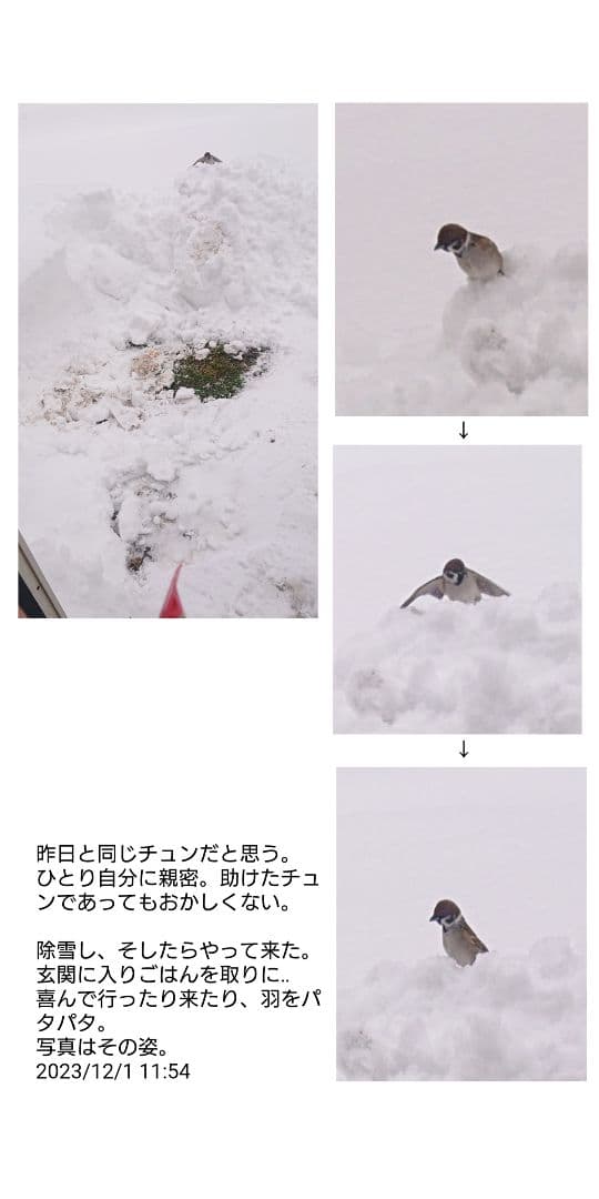 ハル様確認用野鳥のごはん