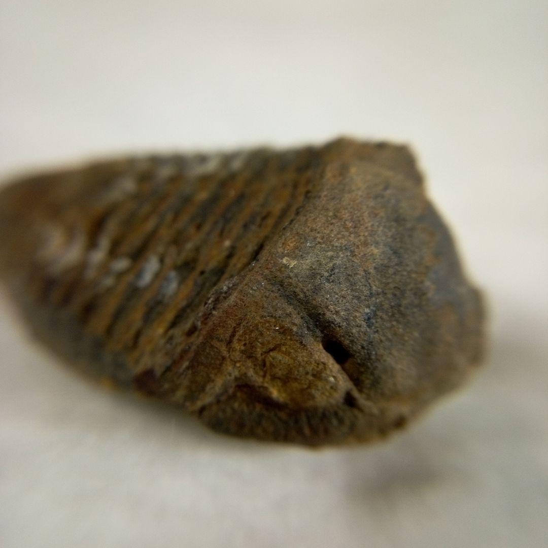 三葉虫　化石　三葉虫化石　究極のレトロ　fossil　ボリビア産　化石管理番号⑯