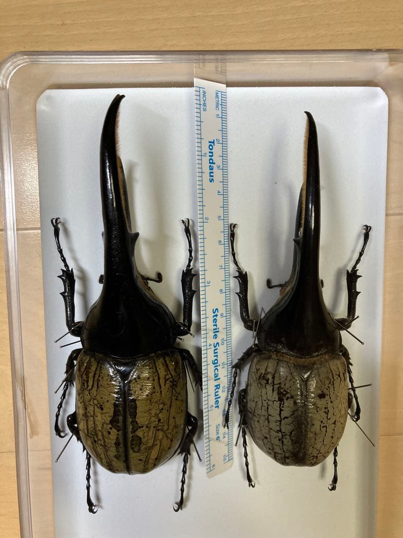 カブトムシ標本 4体セット