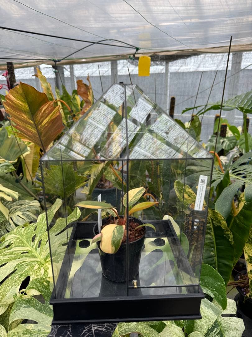 手作りガラス温室風テラリウムケース