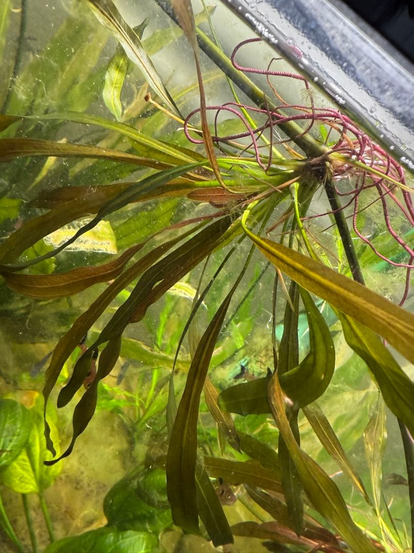 ホレマニー オレンジ ①