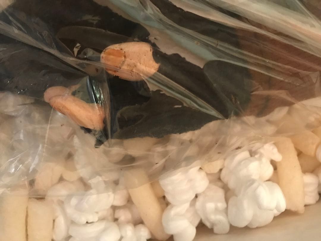 パペットマスター　ピンヘッド