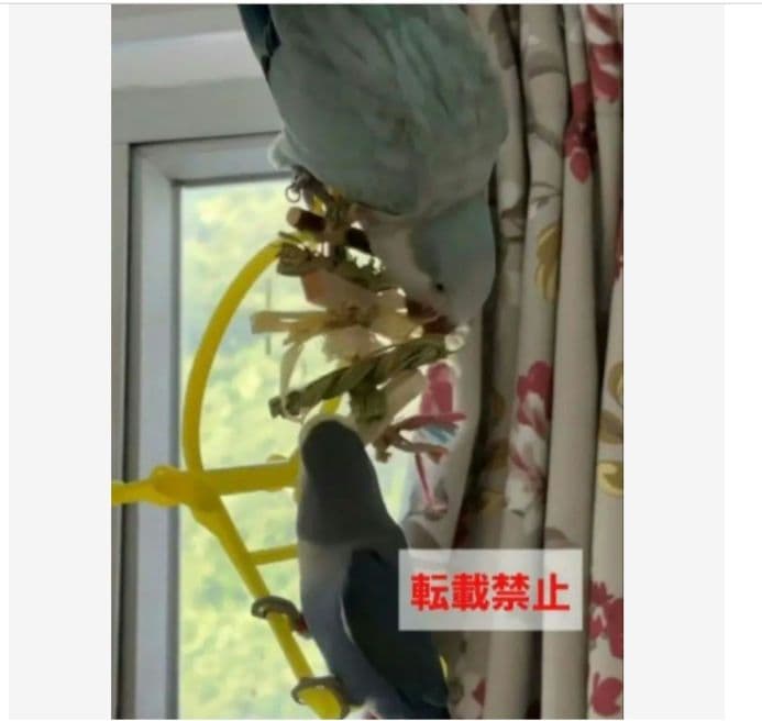 v99　自然素材　ハミハミ吊り下げおもちゃ　文鳥　インコ　バードトイ　バルサ