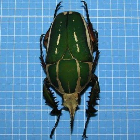 コンゴDR南部産 ポギーオオツノカナブン 81mm